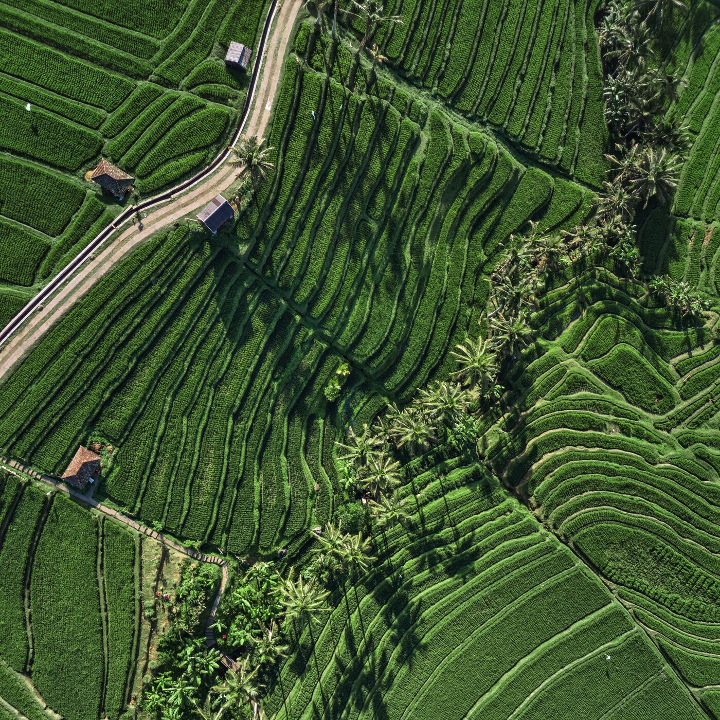 Aerial view of Bali rice terraces