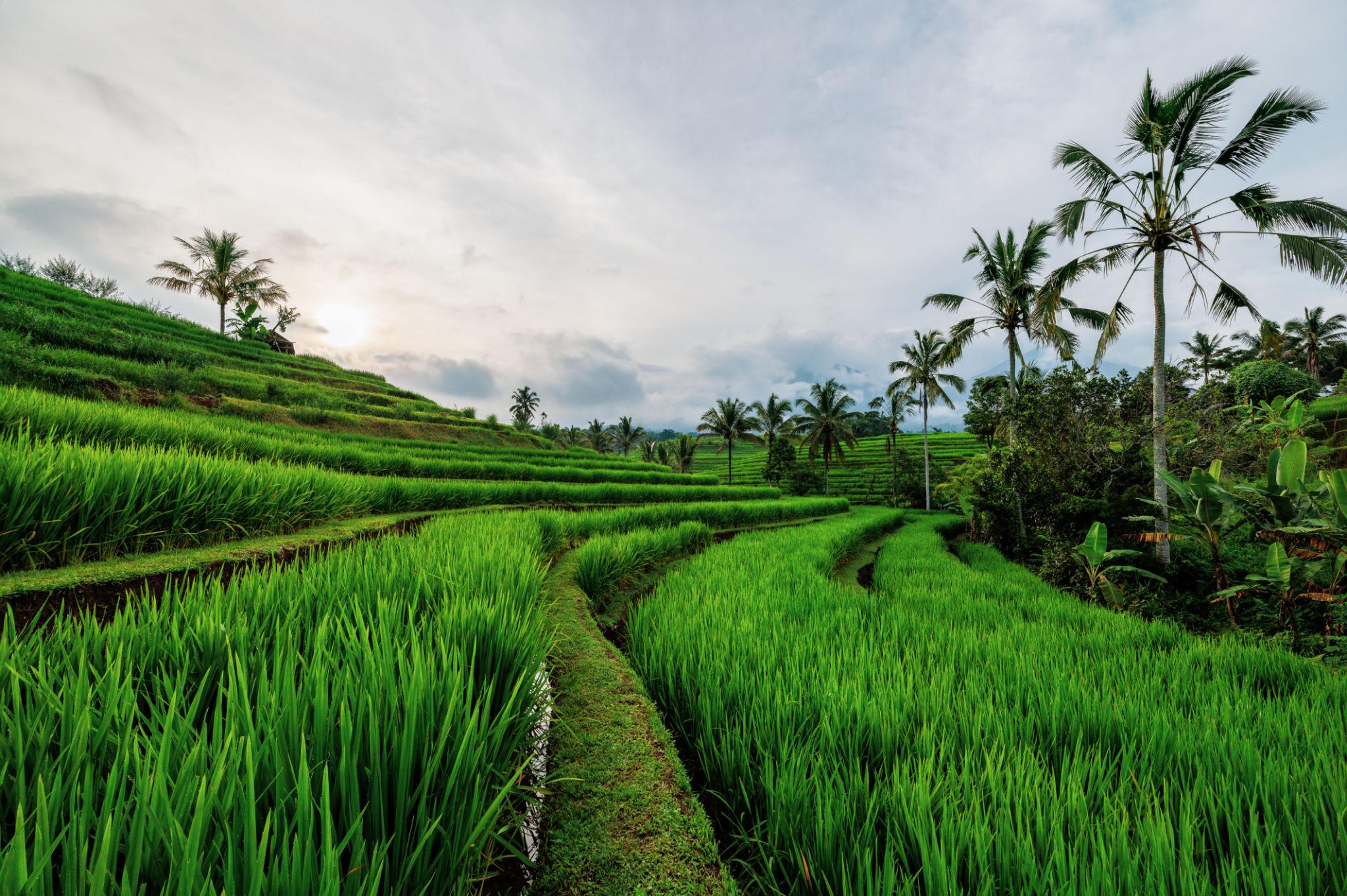 Bali rice terraces and surrounding landscape 4
