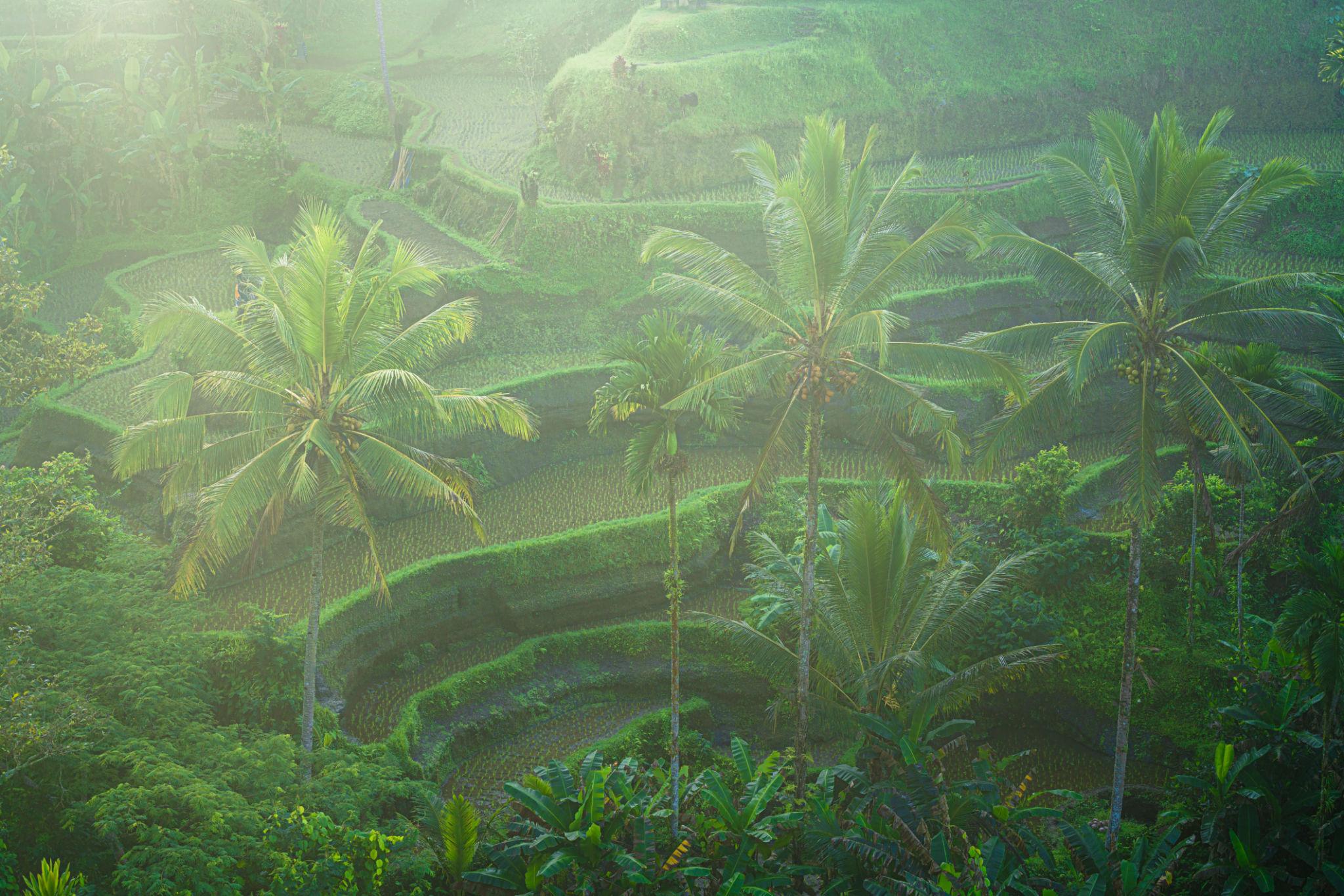 Tegallalang Bali