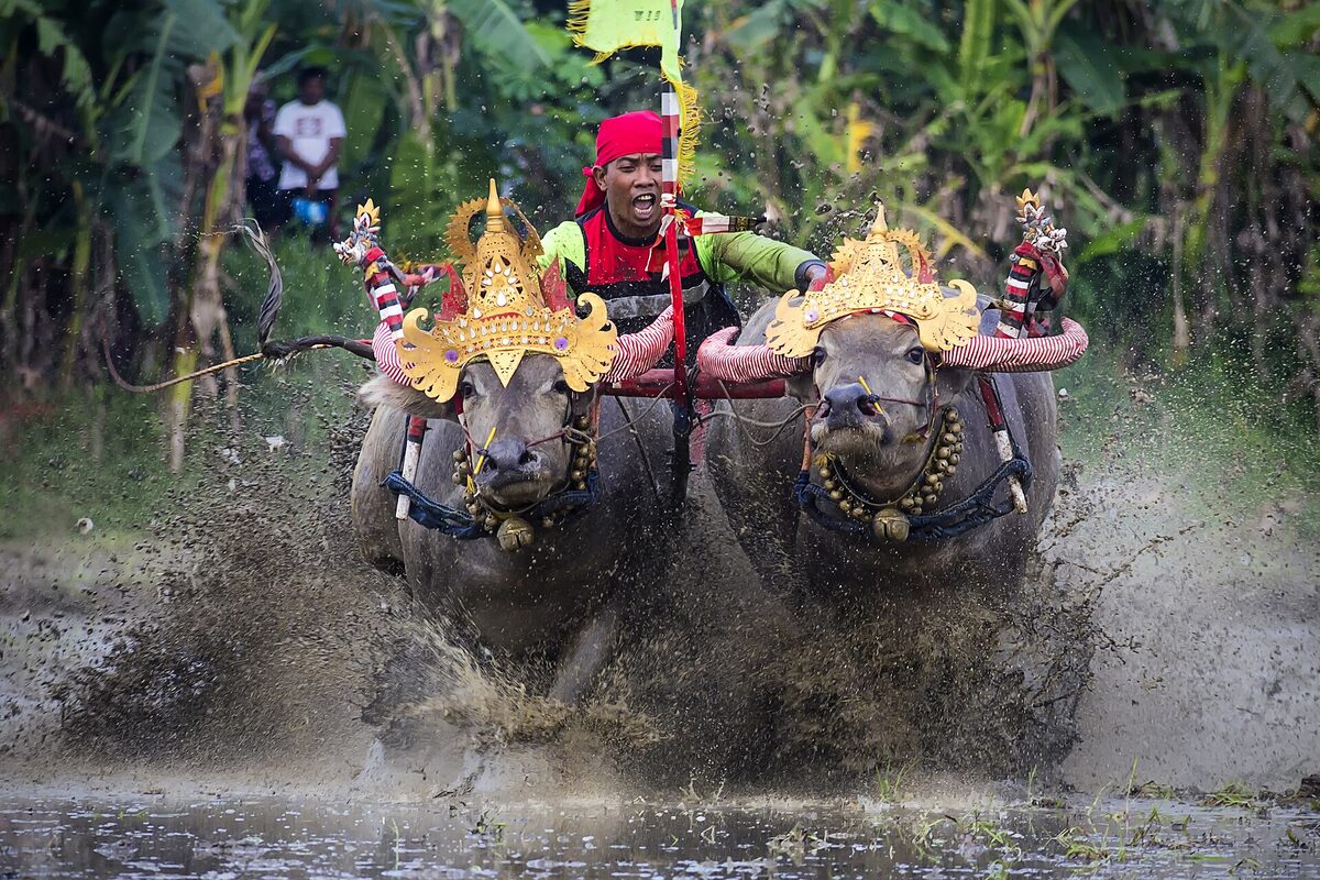 Decorated buffalo pair charging through muddy water with their driver at Makepung Lampit in Jembrana